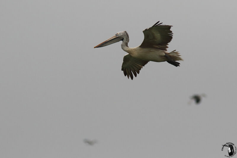 Spot-billed Pelicanadult, Flight