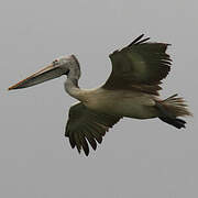 Spot-billed Pelican