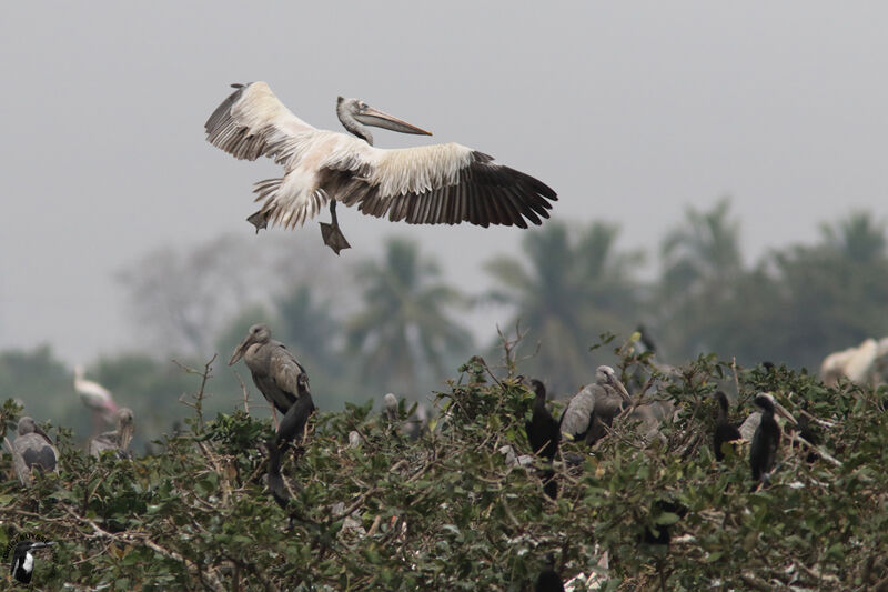 Spot-billed Pelicanadult, Flight