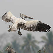 Spot-billed Pelican