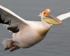 Great White Pelican