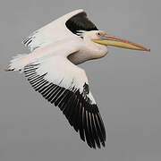 Great White Pelican