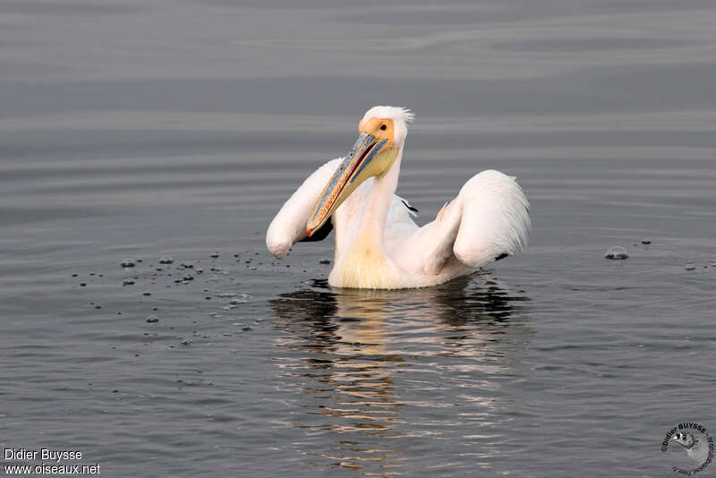 Great White Pelicanadult