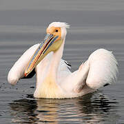 Great White Pelican