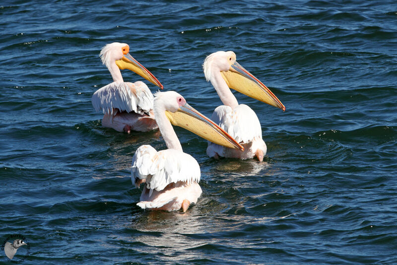 Pélican blancadulte, identification