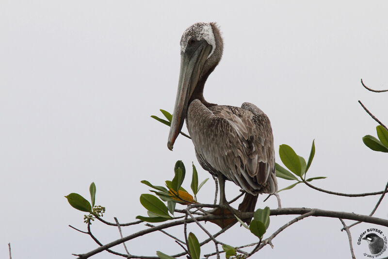 Brown Pelican, identification