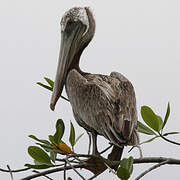 Brown Pelican