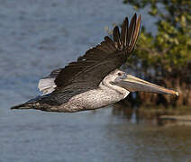 Brown Pelican