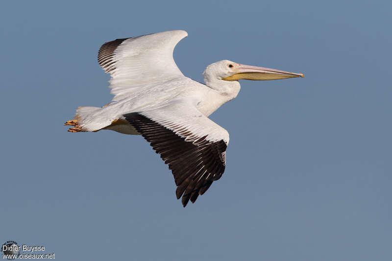 American White Pelicanadult post breeding, Flight