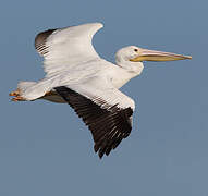 American White Pelican