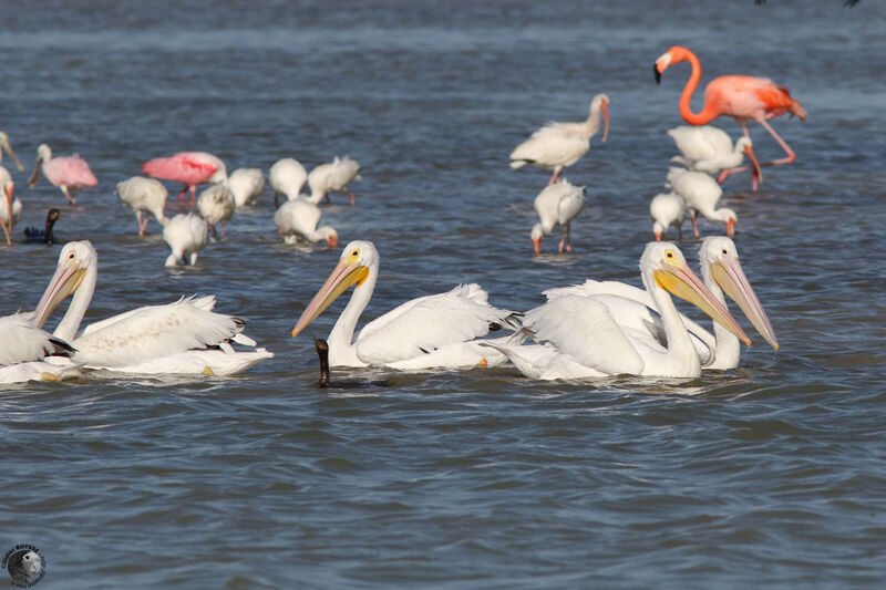 American White Pelican, fishing/hunting