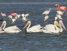 American White Pelican