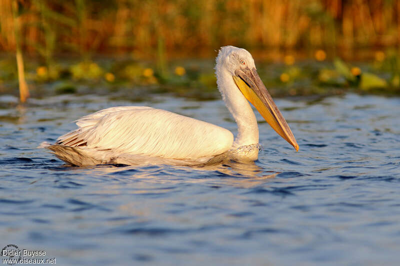 Dalmatian Pelicanadult post breeding, identification