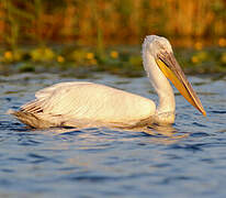 Dalmatian Pelican