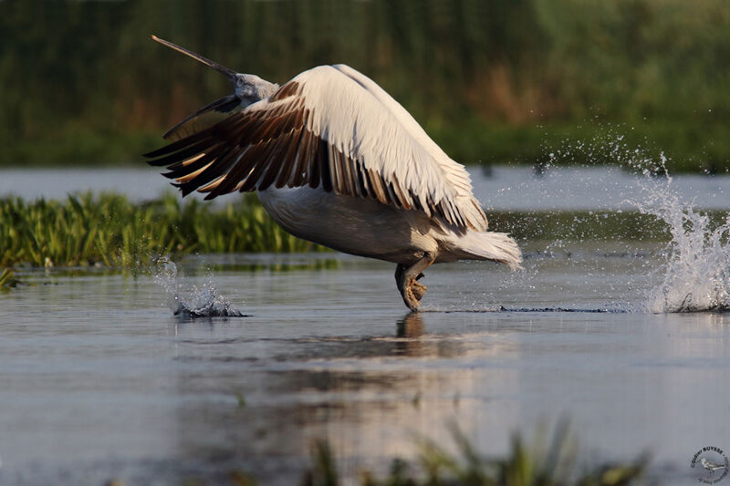 Dalmatian Pelican, identification