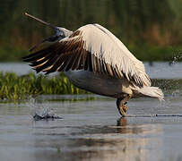 Dalmatian Pelican