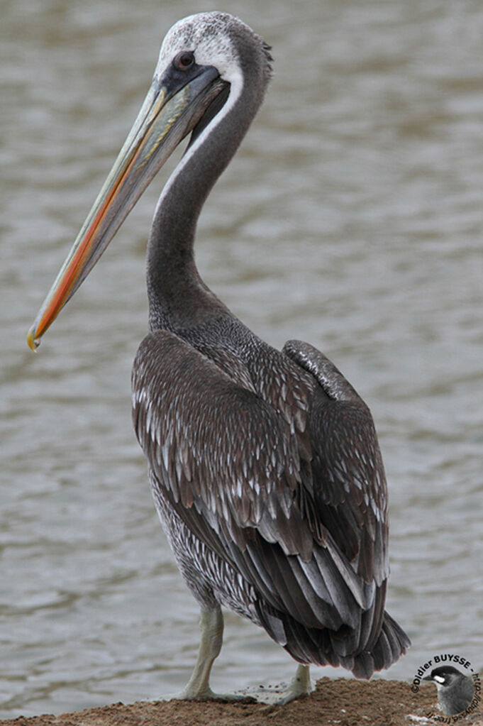 Pélican thageimmature, identification