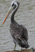 Peruvian Pelican