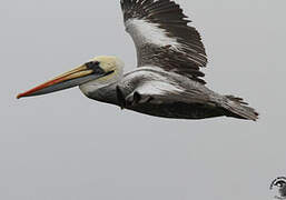 Peruvian Pelican