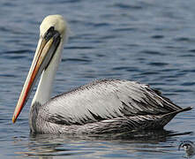 Peruvian Pelican