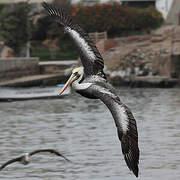 Peruvian Pelican