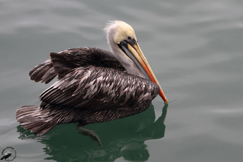 Peruvian Pelicanadult, identification