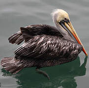 Peruvian Pelican