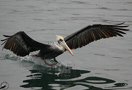 Peruvian Pelican