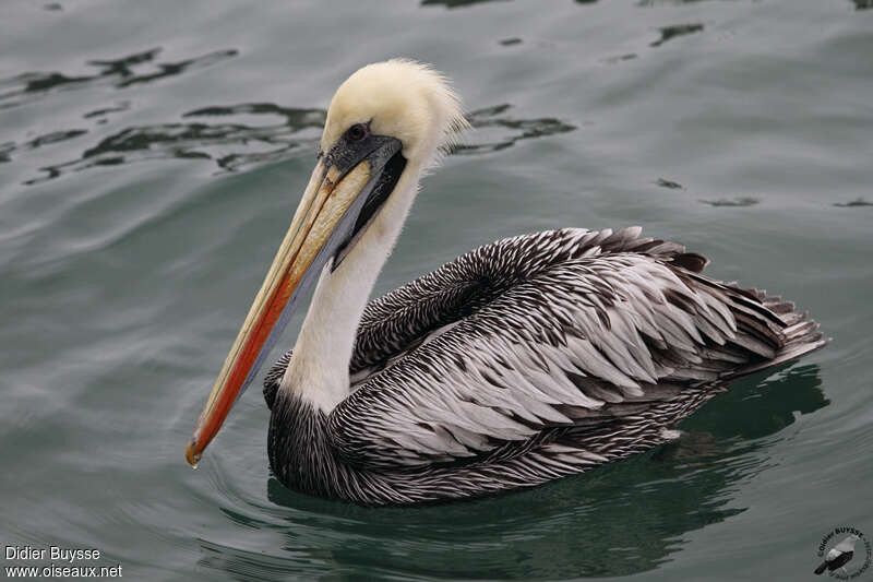 Peruvian Pelicanadult post breeding