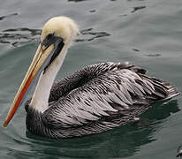 Peruvian Pelican