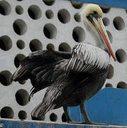 Peruvian Pelican