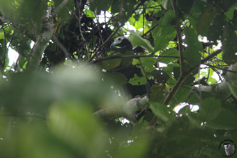 Blue-throated Piping Guanadult, identification