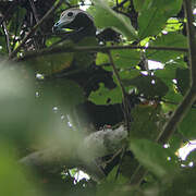 Blue-throated Piping Guan