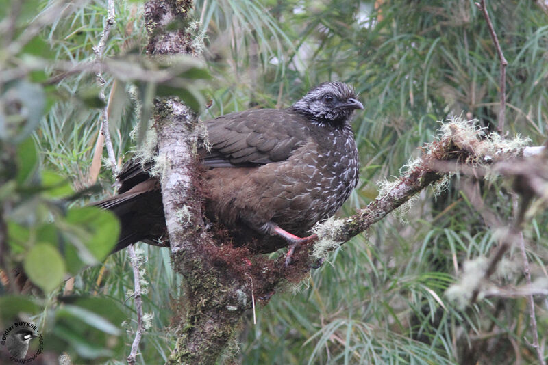 Bearded Guanadult, identification