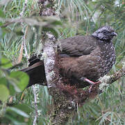 Bearded Guan