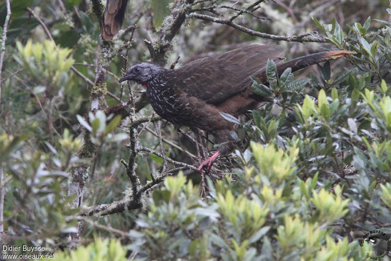 Bearded Guanadult, identification