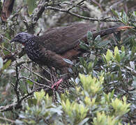 Bearded Guan