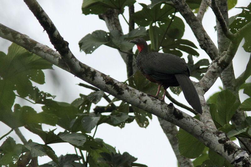 Spix's Guanadult, identification