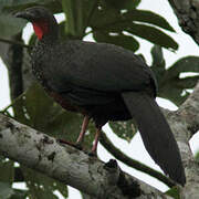 Spix's Guan