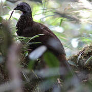 Andean Guan