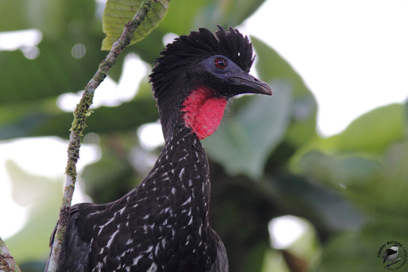 Crested Guanadult, identification