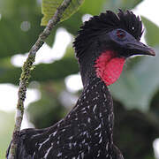 Crested Guan