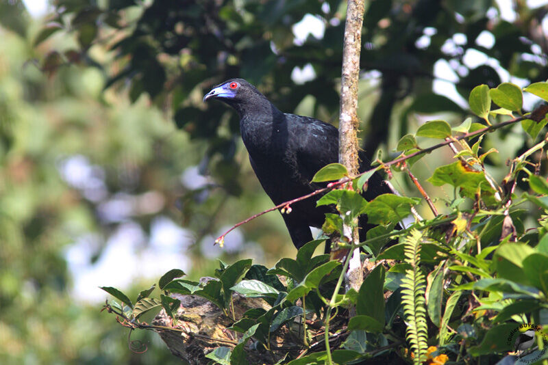 Black Guanadult, identification