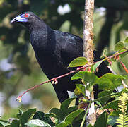 Black Guan