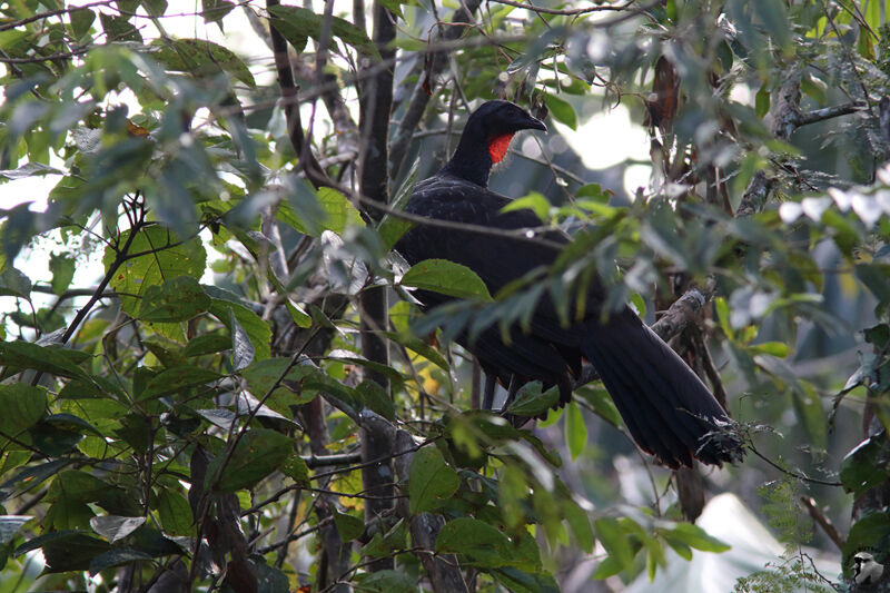 Dusky-legged Guanadult, identification