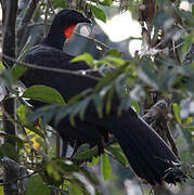 Dusky-legged Guan