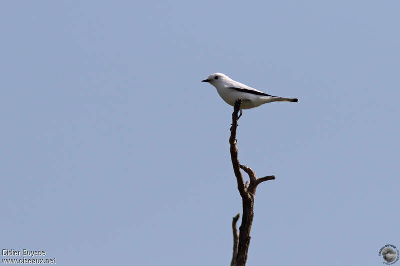 White Monjitaadult, identification