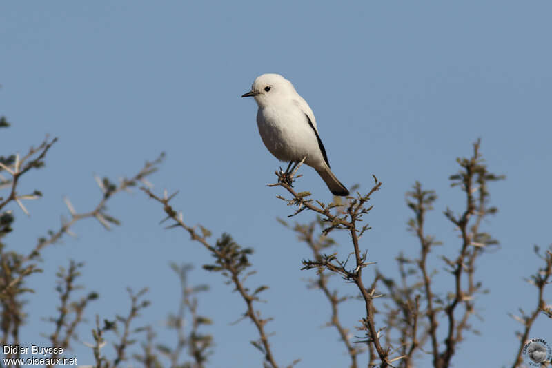 White Monjitaadult, identification