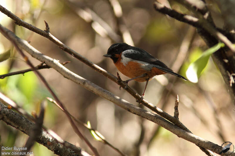 Black-throated Flowerpiercer male adult, identification