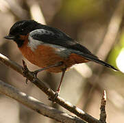 Black-throated Flowerpiercer